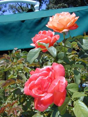 DSCN0018.JPG