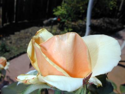 DSCN0019.JPG