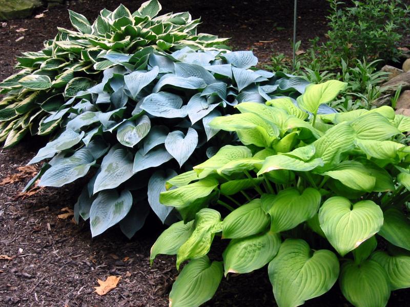 Hostas :Guacamole, Elegans, Francee