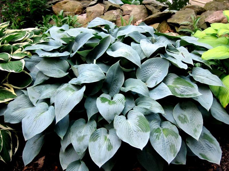 Hosta Elegans