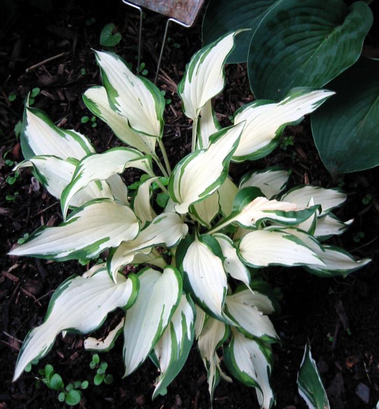 Hosta White Christmas