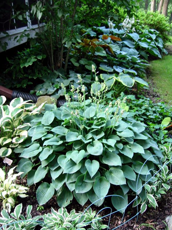 Hosta Blue Cadet