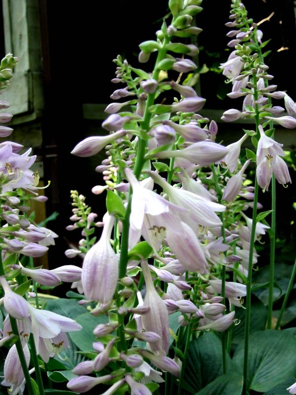 Hosta Blue Cadet Blossoms