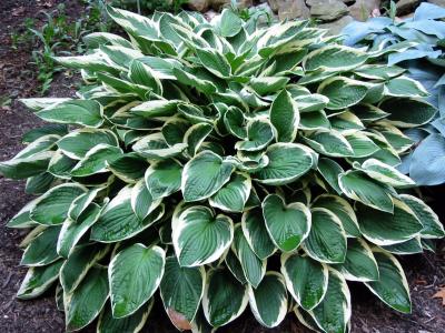 Hosta Francee