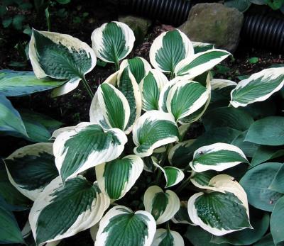 Hosta Patriot