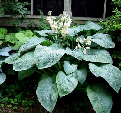 Hosta Big Boy