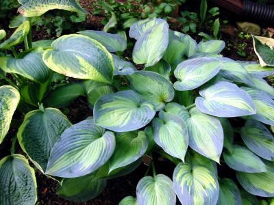 Hosta June