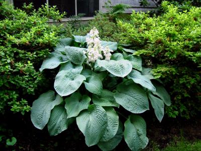 Hosta Blue Angel