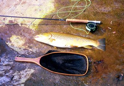 The Fish