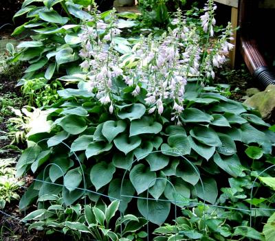 Hosta Blue Cadet  Blooming