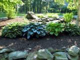 Massed Hostas - Sunny Area