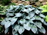 Hosta Elegans