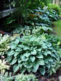 Hosta Blue Cadet