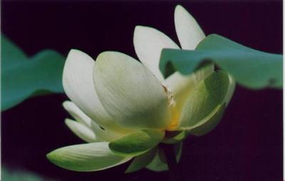 u30/lreneau76/medium/18300728.WaterLilly.jpg