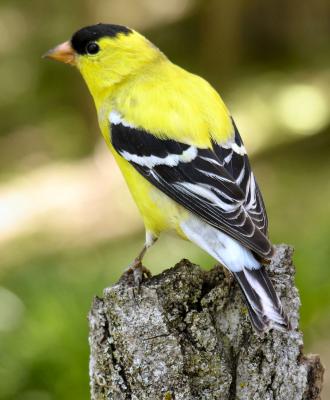 American Goldfinch male 2
