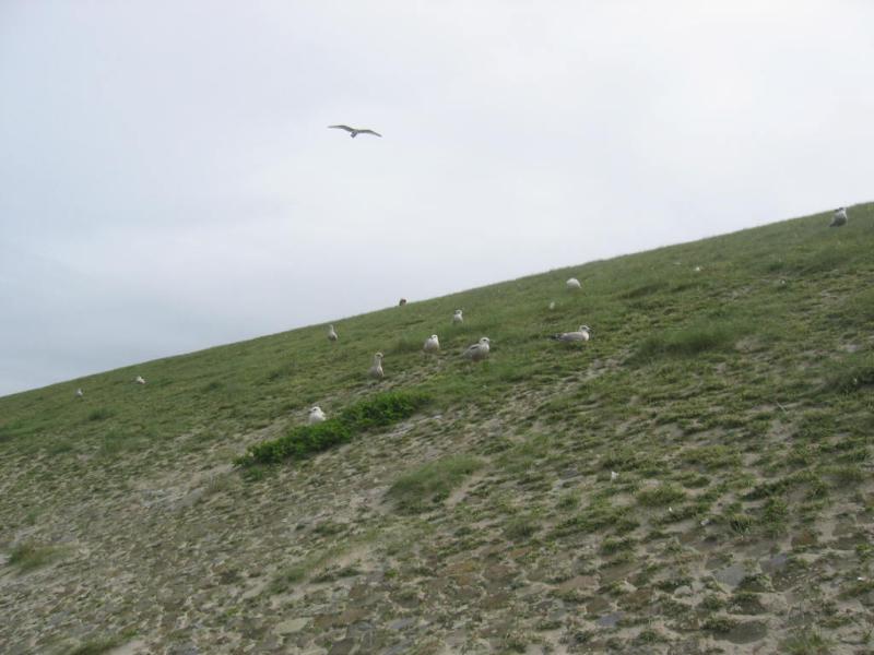 koude vogels