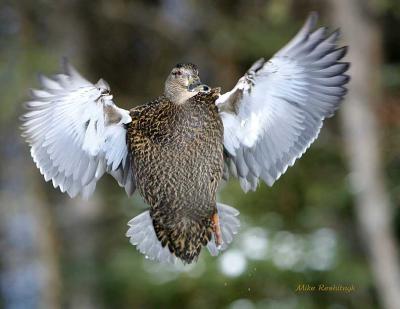 Trying To Impress - Duck