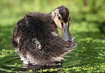 Checking My First Feathers - Duckling