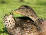 Youthful Preening - Duckling