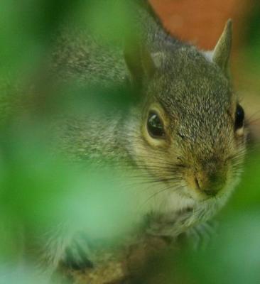 maybe if i stay still and look cute, he won't see me in here...