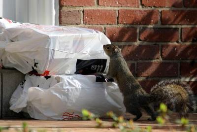 phonebook delivery man! no, down here ... 