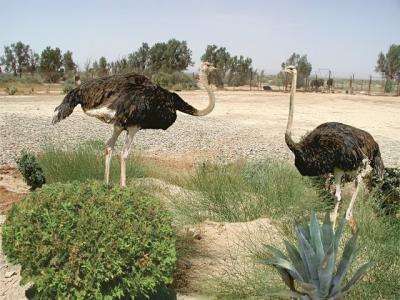061 Ostriches in Azraq.jpg