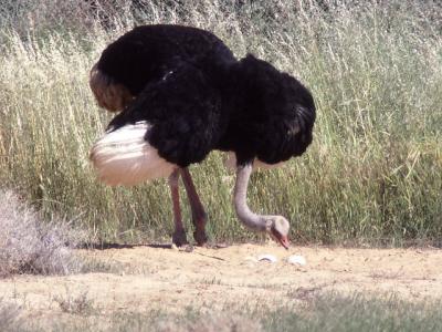 077 An Ostrich nesting in Azraq.jpg