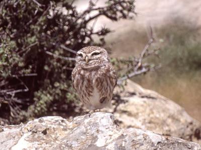 078 Little Owl.jpg