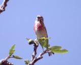 059 Linnet.jpg