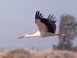 072 Stork.jpg