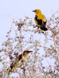 075 Golden Oriole.jpg