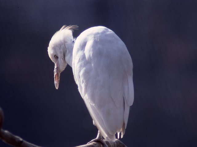 064 Egret.jpg