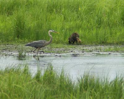 Great Blue Heron & Raccoon