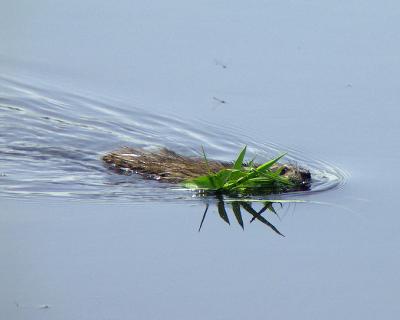 Muskrat Work