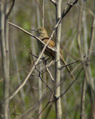 Brown Thrasher