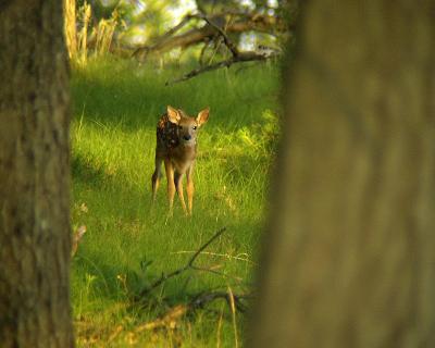 Fawn in Trees