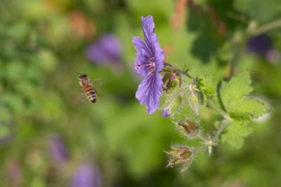 CRW_3136.jpg