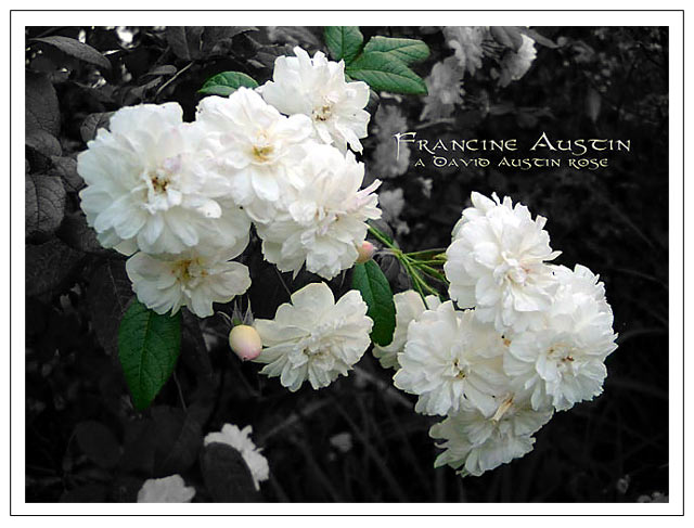 Francine Austin DA