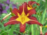 Bicolor Lily