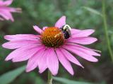 Bee and Zinnia