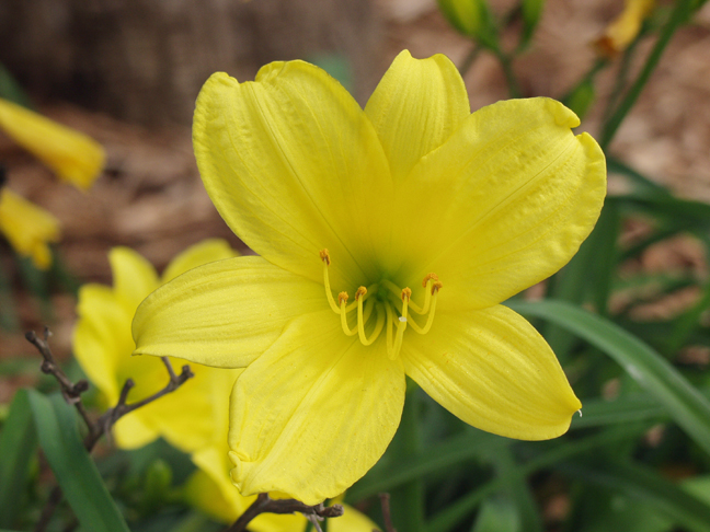 Yellow Day Lily