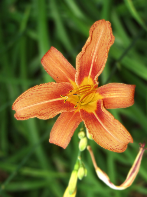 Day Lily