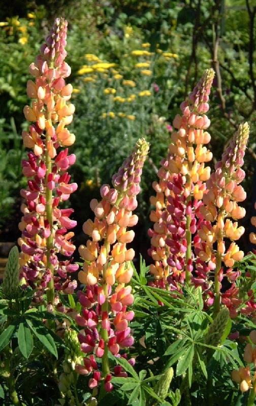 Lupin