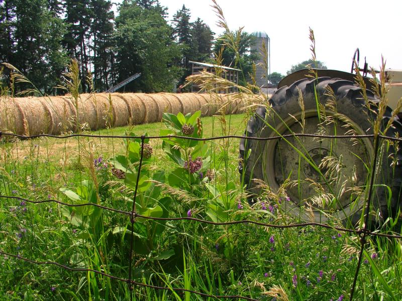 Hay bale rolls drying and ready to be field stored