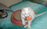 Leevi - last time with this funny toy!
