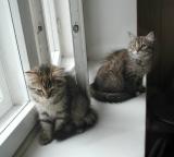 Roosa and Hertta in their new home - at least for a while!