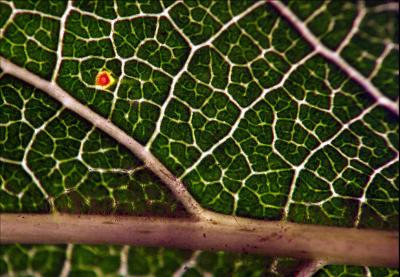 Vegetal Rivers