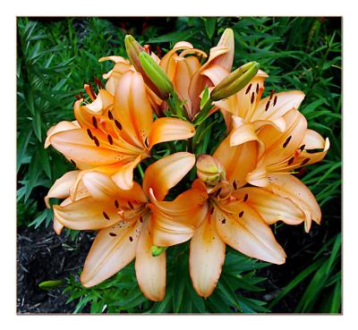 Tiger Lilies