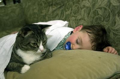 Catnap