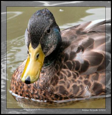Another Duck...